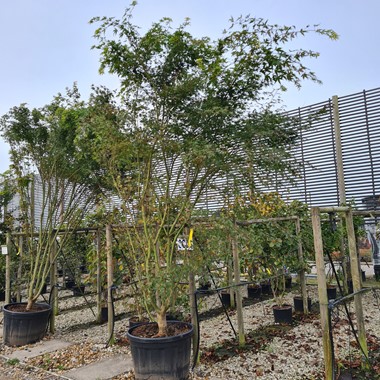 Acer palmatum (Regular 180 litre 250-300 cm Specimen)